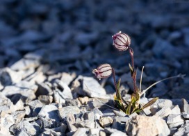 Silene wahlbergella (Spitsbergen)