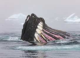 Feeding Humback Whale (Antarctic Peninula)