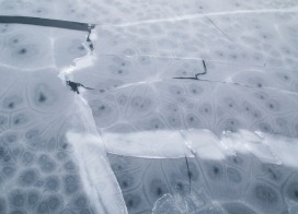 Nilas / newly formed sea ice (East Greenland)