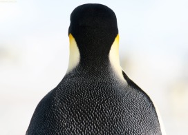 An Emperor Penguin's back (Antarctica)