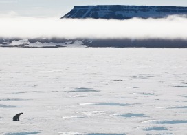Polar bear on sea ice (Franz Josef Land)