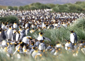 King penguins at Salisbury Plain (South Georgia)