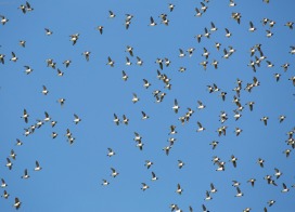 Little Auks (Spitsbergen)