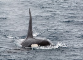 Male Orca (Antarctic Peninsula)