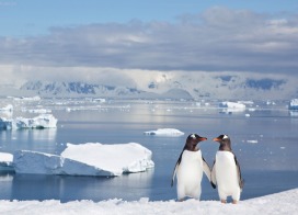 Gentoo Penguins at Neko Harbour (Antarctic Peninsula)