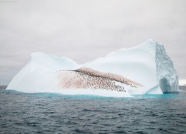 Chinstrap Penguins on an icenberg in Antarctic Sound (Antarktische Halbinsel)