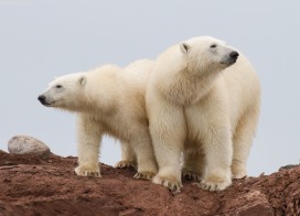 Polar Bear mom with cub (Svalbard)