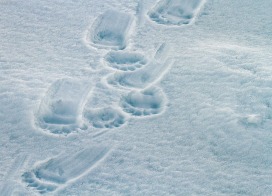 Polar bear tracks (Spitsbergen)