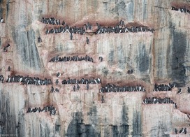 Brunich's Guillemots at Alkefjellet (Spitsbergen)
