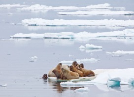 Walrus on an ice floe (Franz Josef Land)