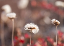 Cotton grass (East Greenland)