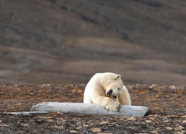 Polar bear chewing driftwood (Spitsbergen)